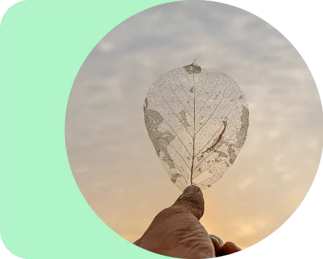 Photo d'une feuille d'arbre en transparence